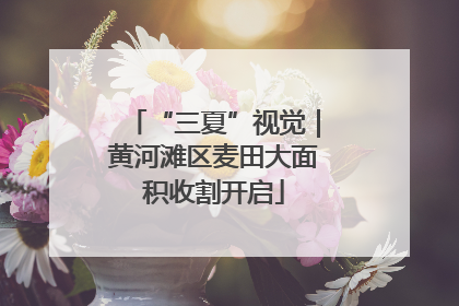“三夏”视觉｜黄河滩区麦田大面积收割开启