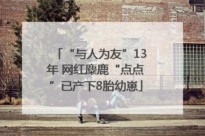 “与人为友”13年 网红麋鹿“点点”已产下8胎幼崽