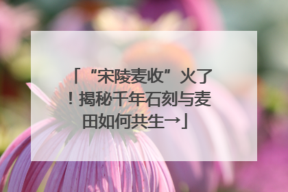 “宋陵麦收”火了！揭秘千年石刻与麦田如何共生→