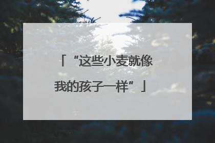 “这些小麦就像我的孩子一样”