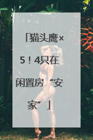 猫头鹰×5！4只在闲置房“安家”
