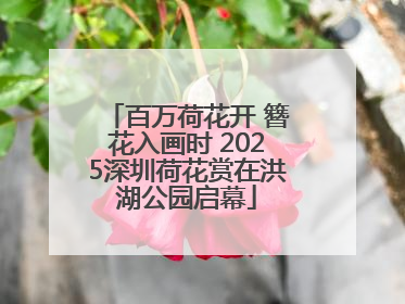 百万荷花开 簪花入画时 2025深圳荷花赏在洪湖公园启幕