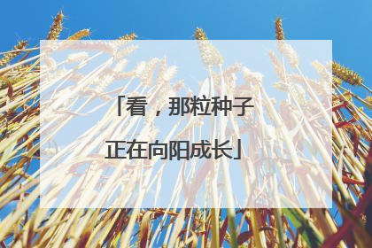 看，那粒种子正在向阳成长