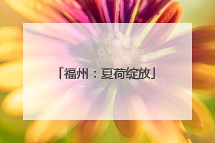 福州：夏荷绽放