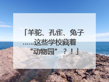 羊驼、孔雀、兔子……这些学校藏着 “动物园”？！