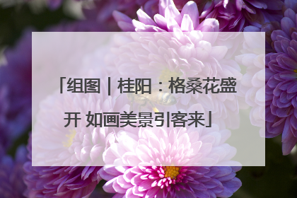 组图｜桂阳：格桑花盛开 如画美景引客来