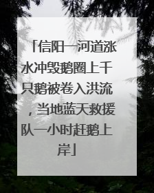 信阳一河道涨水冲毁鹅圈上千只鹅被卷入洪流，当地蓝天救援队一小时赶鹅上岸