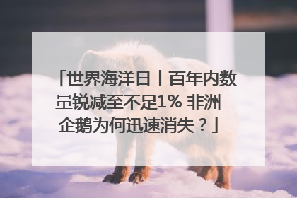世界海洋日丨百年内数量锐减至不足1% 非洲企鹅为何迅速消失？