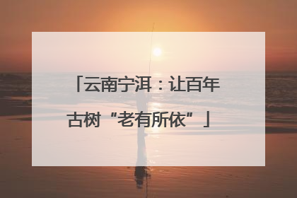 云南宁洱：让百年古树“老有所依”
