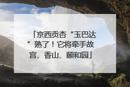 京西贡杏“玉巴达”熟了！它将牵手故宫、香山、颐和园