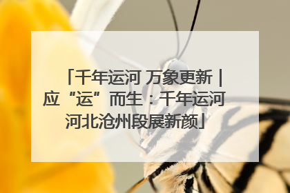 千年运河 万象更新｜应“运”而生：千年运河河北沧州段展新颜