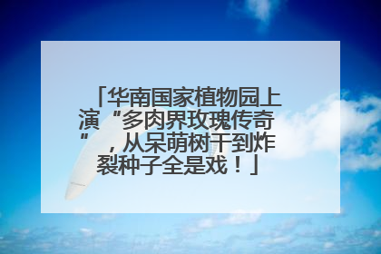 华南国家植物园上演“多肉界玫瑰传奇”，从呆萌树干到炸裂种子全是戏！