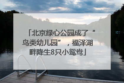 北京绿心公园成了“鸟类幼儿园”，福泽湖畔降生8只小鸳鸯
