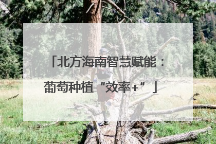 北方海南智慧赋能：葡萄种植“效率+”