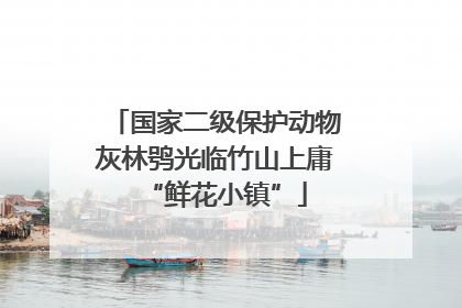 国家二级保护动物灰林鸮光临竹山上庸“鲜花小镇”