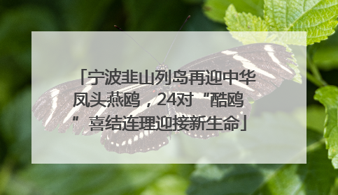 宁波韭山列岛再迎中华凤头燕鸥，24对“酷鸥”喜结连理迎接新生命