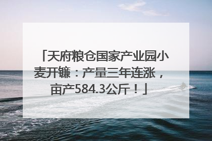 天府粮仓国家产业园小麦开镰：产量三年连涨，亩产584.3公斤！