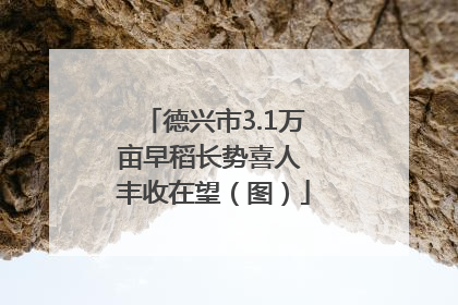 德兴市3.1万亩早稻长势喜人 丰收在望（图）