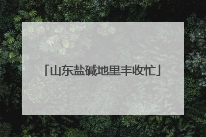 山东盐碱地里丰收忙