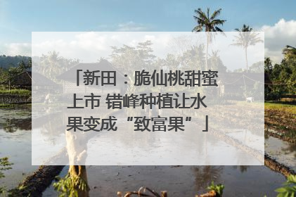 新田：脆仙桃甜蜜上市 错峰种植让水果变成“致富果”