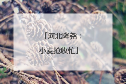 河北隆尧：小麦抢收忙