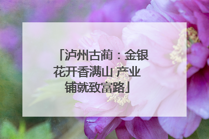 泸州古蔺：金银花开香满山 产业铺就致富路