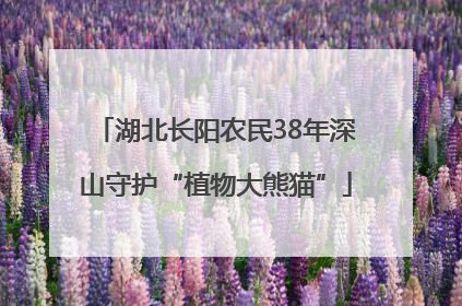 湖北长阳农民38年深山守护“植物大熊猫”