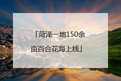 菏泽一地150余亩百合花海上线