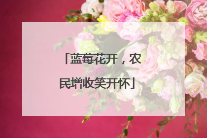 蓝莓花开，农民增收笑开怀