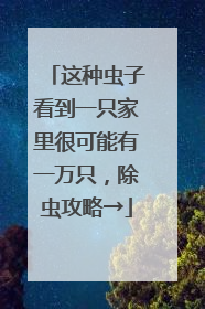 这种虫子看到一只家里很可能有一万只，除虫攻略→