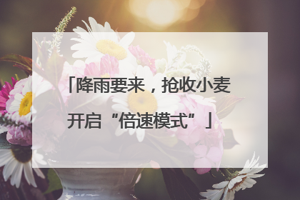 降雨要来，抢收小麦开启“倍速模式”