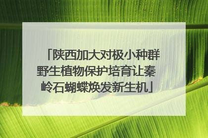 陕西加大对极小种群野生植物保护培育让秦岭石蝴蝶焕发新生机
