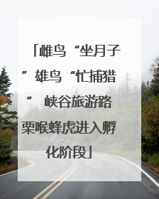 雌鸟“坐月子”雄鸟“忙捕猎” 峡谷旅游路栗喉蜂虎进入孵化阶段