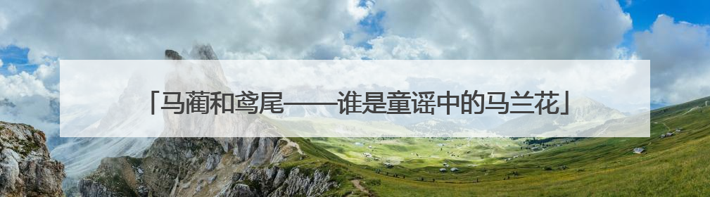 马蔺和鸢尾——谁是童谣中的马兰花