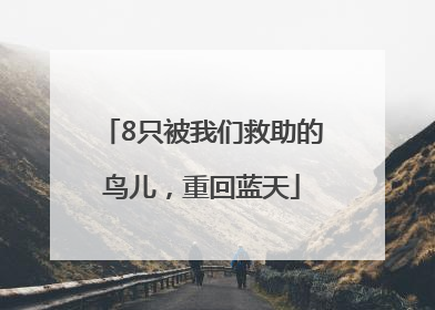8只被我们救助的鸟儿，重回蓝天